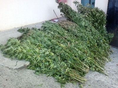 Καλλιεργούσε κάνναβη